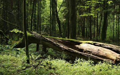 Anträge zur Schaffung eines Naturwaldes angenommen